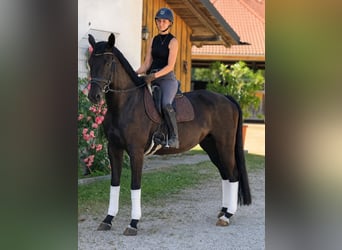 Niemiecki koń sportowy, Klacz, 5 lat, 170 cm, Skarogniada