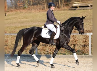 Niemiecki koń sportowy, Klacz, 5 lat, 170 cm, Skarogniada