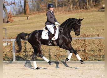 Niemiecki koń sportowy, Klacz, 5 lat, 170 cm, Skarogniada