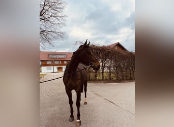 Niemiecki koń sportowy, Klacz, 5 lat, 173 cm, Ciemnogniada
