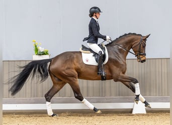 Niemiecki koń sportowy, Klacz, 5 lat, 173 cm, Ciemnogniada