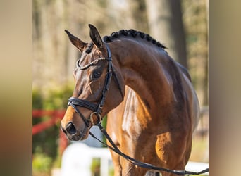 Niemiecki koń sportowy, Klacz, 5 lat, 173 cm, Ciemnogniada