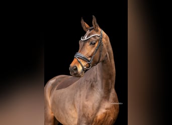 Niemiecki koń sportowy, Klacz, 5 lat, 174 cm, Gniada