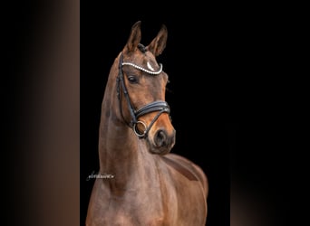 Niemiecki koń sportowy, Klacz, 5 lat, 174 cm, Gniada
