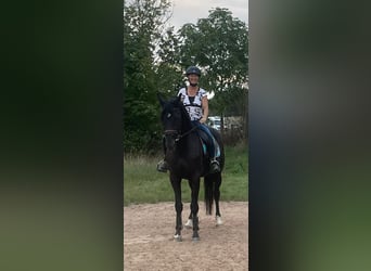 Niemiecki koń sportowy, Klacz, 5 lat, 175 cm, Kara