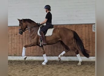 Niemiecki koń sportowy, Klacz, 5 lat, 175 cm, Kasztanowata