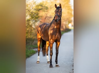 Niemiecki koń sportowy, Klacz, 5 lat, 176 cm, Gniada