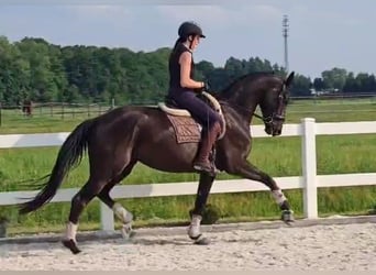 Niemiecki koń sportowy, Klacz, 5 lat, 177 cm, Kara