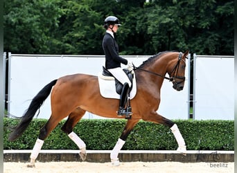 Niemiecki koń sportowy, Klacz, 5 lat, 179 cm, Gniada