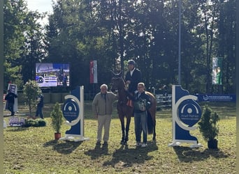 Niemiecki koń sportowy, Klacz, 5 lat, Gniada