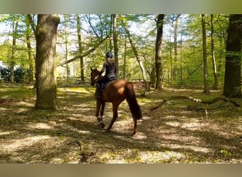 Niemiecki koń sportowy, Klacz, 5 lat, Kasztanowata