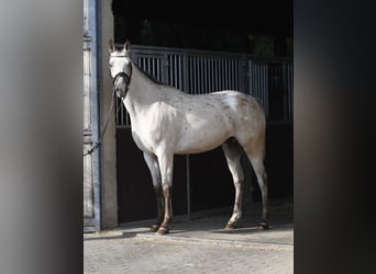 Niemiecki koń sportowy, Klacz, 6 lat, 157 cm, Tarantowata