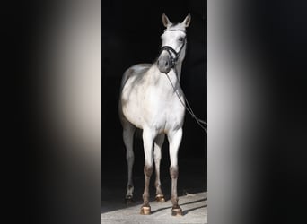 Niemiecki koń sportowy, Klacz, 6 lat, 157 cm, Tarantowata