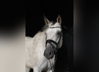 Niemiecki koń sportowy, Klacz, 6 lat, 157 cm, Tarantowata