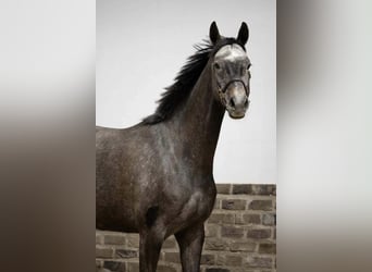 Niemiecki koń sportowy, Klacz, 6 lat, 161 cm, Siwa