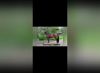 Niemiecki koń sportowy, Klacz, 6 lat, 163 cm, Ciemnogniada