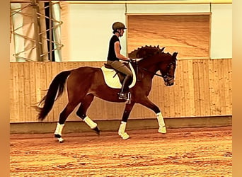 Niemiecki koń sportowy, Klacz, 6 lat, 164 cm, Gniada