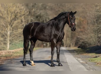 Niemiecki koń sportowy, Klacz, 6 lat, 164 cm, Kara