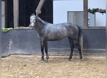 Niemiecki koń sportowy, Klacz, 6 lat, 164 cm, Siwa jabłkowita