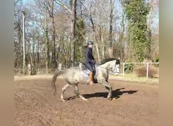 Niemiecki koń sportowy, Klacz, 6 lat, 164 cm, Siwa