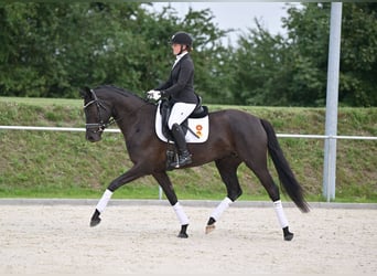 Niemiecki koń sportowy, Klacz, 6 lat, 165 cm, Ciemnogniada