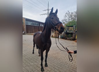 Niemiecki koń sportowy, Klacz, 6 lat, 165 cm, Gniada