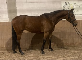 Niemiecki koń sportowy, Klacz, 6 lat, 165 cm, Gniada