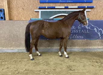 Niemiecki koń sportowy, Klacz, 6 lat, 165 cm, Kasztanowata