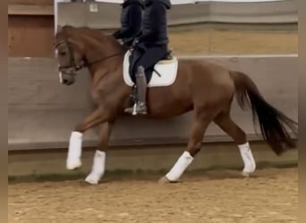 Niemiecki koń sportowy, Klacz, 6 lat, 166 cm, Ciemnokasztanowata