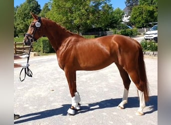 Niemiecki koń sportowy, Klacz, 6 lat, 166 cm, Kasztanowata