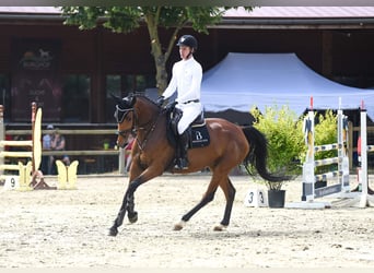 Niemiecki koń sportowy, Klacz, 6 lat, 167 cm, Gniada