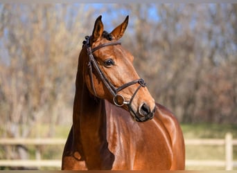 Niemiecki koń sportowy, Klacz, 6 lat, 167 cm, Gniada