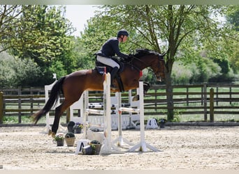 Niemiecki koń sportowy, Klacz, 6 lat, 167 cm, Gniada