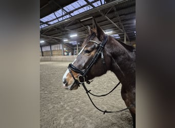 Niemiecki koń sportowy, Klacz, 6 lat, 167 cm, Gniada