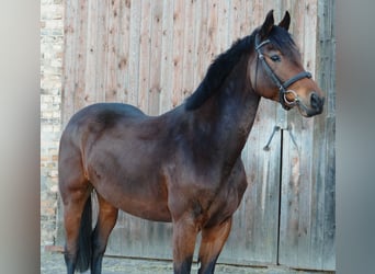 Niemiecki koń sportowy, Klacz, 6 lat, 167 cm, Gniada