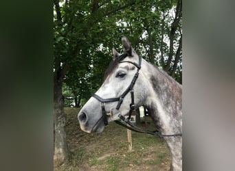 Niemiecki koń sportowy, Klacz, 6 lat, 167 cm, Siwa jabłkowita