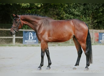 Niemiecki koń sportowy, Klacz, 6 lat, 168 cm, Ciemnogniada