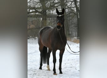 Niemiecki koń sportowy, Klacz, 6 lat, 168 cm, Ciemnogniada