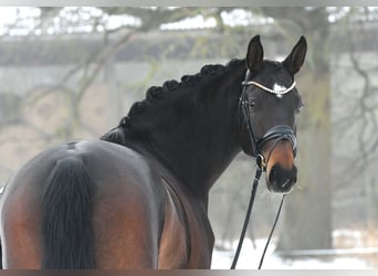 Niemiecki koń sportowy, Klacz, 6 lat, 168 cm, Ciemnogniada