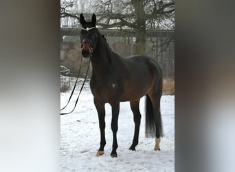 Niemiecki koń sportowy, Klacz, 6 lat, 168 cm, Ciemnogniada