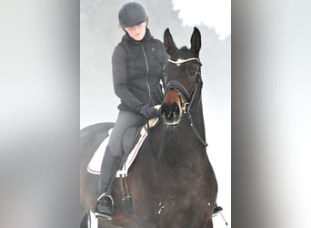 Niemiecki koń sportowy, Klacz, 6 lat, 168 cm, Ciemnogniada