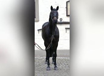 Niemiecki koń sportowy, Klacz, 6 lat, 168 cm, Ciemnogniada