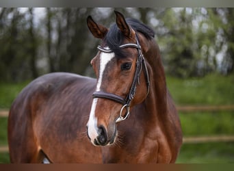 Niemiecki koń sportowy, Klacz, 6 lat, 168 cm, Gniada