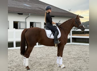 Niemiecki koń sportowy, Klacz, 6 lat, 168 cm, Kasztanowata