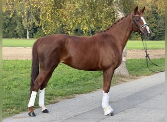 Niemiecki koń sportowy, Klacz, 6 lat, 168 cm, Kasztanowata
