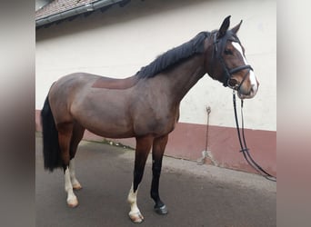 Niemiecki koń sportowy, Klacz, 6 lat, 168 cm
