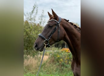 Niemiecki koń sportowy, Klacz, 6 lat, 169 cm, Ciemnokasztanowata