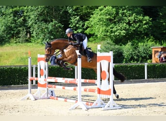 Niemiecki koń sportowy, Klacz, 6 lat, 169 cm, Gniada