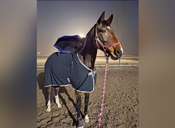 Niemiecki koń sportowy, Klacz, 6 lat, 170 cm, Ciemnogniada