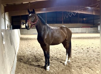Niemiecki koń sportowy, Klacz, 6 lat, 170 cm, Ciemnogniada